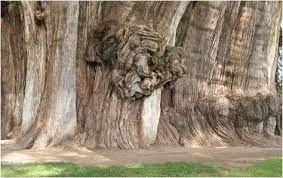 Arbre 8 Arbres Etranges Vieux Arbres Tree