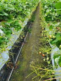 イチゴ栽培 反収９ｔ取りを目指して 栽培管理 微生物で土づくりと野菜作り酵素で 高品質に多収を ジオ バンク メソッド で解説