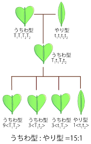 メンデルの法則
