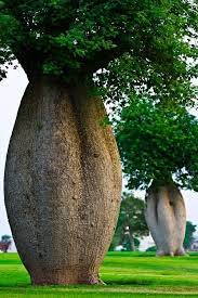 Epingle Par Bibi Brigitte Sur Beaue Du Monde Arbre Arbres Remarquables Tree World