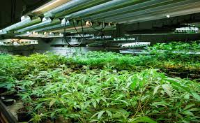 Sundial growers inc registered shs stock , sndl. Sundial Growers Facing Lawsuit Over Moldy Rubbery Cannabis Shipments Warrior Trading News