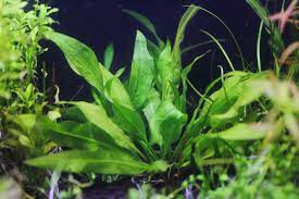 アマゾンソード アクアリウムを代表する丈夫で美しい水草 水草動画ブログ