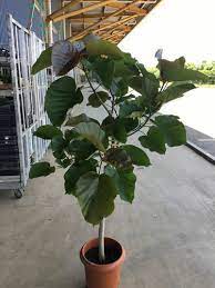 絶対一番安い 観葉植物 種類 ウンベラータ 大型観葉植物と造花の専門店gstyle Www Fundacaodorina Org Br
