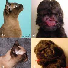 Joseph thompson brought a cat from burma (now myanmar) to san francisco that reminded him of all the cats he was so fond of while working in tibet. Variation Of The Burmese Cat Breed S Craniofacial Structure A Download Scientific Diagram