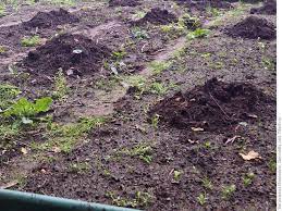 Gryadki Iz Peregnoya Vmesto Zemli Kompost I Mulcha Kak Prigotovit Dacha I Organicheskie Othody