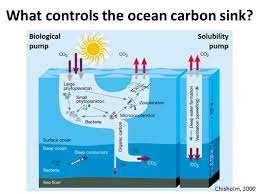 what controls the ocean carbon sink