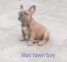 Here you have a full fluffy frenchie. Male Kc Registered Lilac Fawn French Bulldog Quad Carrier Classified Items
