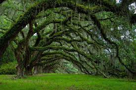Top 15 Des Arbres Les Plus Magnifiques Dans Le Monde Tree Arbre Arbres Remarquables