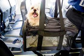 The aspenport pet porter kennel is another great option, this time being a bit pricier than the sky kennel. Pet Travel How To Bring Your Pet Onboard
