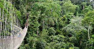 Kakum National Park Ghana National Parks Natural Park Diverse Landscape