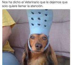 28 Memes De Perros Que Te Haran Derramar Lagrimas De Risa En 2021 Memes Perros Memes De Perros Graciosos Memes De Animales Divertidos