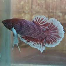 Jual Akuarium Ikan Cupang Hias Plakat Jantan Dumbo Ear Big Ear Lavender K 1 Di Lapak Fahrurozi Jr Bukalapak