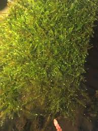 南米ウィローモスの調子が悪いです 画像に写っている茶色いものは茶ゴケで Yahoo 知恵袋