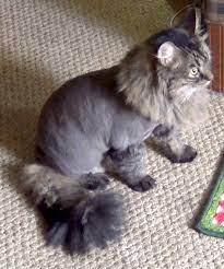 Some cats are just happier when not wearing their full coats! Lion Cut For Our Fluffiest Cat A Persian Mix The Way Of Cats