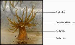 Transcriptional Characterisation Of The Exaiptasia Pallida Pedal Disc Bmc Genomics Full Text Jump to navigation jump to search.