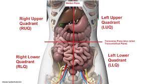 These terms are essential for describing the relative locations of different body structures. Four Abdominal Quadrants And Nine Abdominal Regions Anatomy And Physiology