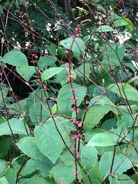 7 23 8月 ミズヒキ 水引 被子植物 Angiosperms 階級なし 真正双子葉類 Eudicots 階級なし コア真正双子葉類 Core Eudicots 目 ナデシコ目 Caryophyllales 科 タデ科 Polygonaceae 亜科 ミチヤナギ亜科 Polyg 野の花 花 植物