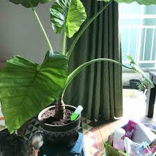 クワズイモ アロカシア の育て方 植え替えや株分け 挿し木の方法は Horti ホルティ By Greensnap
