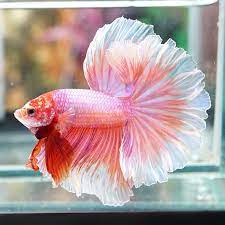 Jenis ikan cupang yang trend 2021 halo kawan kawan. 13 Jenis Ikan Cupang Cantik Untuk Aquarium Anda Bagus Banget