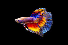 So far, no a dragon fish can not be in the same tank as a betta but i will do research and try to come up with a true explanation. 100 Betta Fish Names For All Types Lovetoknow
