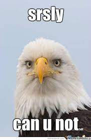 Clean Sloth Memes Yahoo Image Search Results Bald Eagle Audubon Birds Sloth Meme