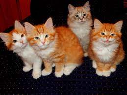 Siberian cats are one of the most wonderful breeds of cats. Siberian Cat Cat Breeders Minnesota Kittysites Com