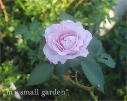 2020年8月のブログ記事一覧 M S Small Garden Milky Mamaの小さな庭
