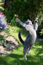 25 Fotografias De Gatos En El Momento Exacto Siempre Ten Una Camara En 2021 Fotos Con Gatos Gatos Gatos Bonitos