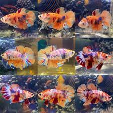 Cara merawat ikan cupang : Kontes Ikan Cupang Internasional Kediri Betta Contest 2020 Indobali News