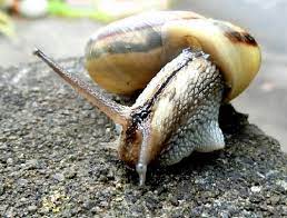大小の生き物 いずれも頑張って生きています カタツムリ ナメクジ カエル クモ 他 花と徒然なるままに