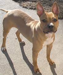 The american bulldog is a tough and strong dog that is prized for its versatility and protective nature. French Bulldog Pitbull Mix Petfinder