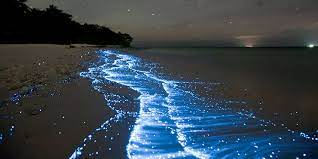 Apart from all those, one mystical attraction the maldives has to offer is the maldives glowing beaches. Bioluminescence In The Maldives How To See The Sea Sparkle