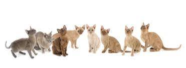 Brown the original burmese colour, a rich warm seal brown all burmese cat colours using willochra cats & kittens as examples. Burmese Cat Breed Information And Advice Your Cat