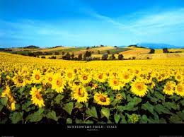 Sunflowers Field Umbria Art Print By Philip Enticknap At Art Com Sunflower Fields Sunflower Pictures Landscape