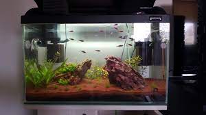 If you keep them in a small tank then the betta might be able to catch one if it is hungry. Should I Get Betta For Tank With My Red Neon Tetras 14 Fish 75l Read Comment Aquariums