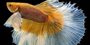 Ikan cupang (betta sp.) adalah ikan air tawar yang habitat asalnya adalah beberapa negara di asia tenggara, antara lain indonesia, thailand, malaysia, brunei darussalam, singapura, dan vietnam. 4 Ikan Cupang Dengan Corak Tercantik Ada Yang Mirip Naga Hingga Kupu Kupu Portal Jember