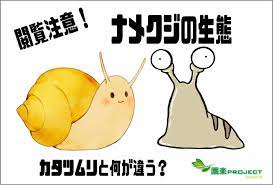 閲覧注意 ナメクジの生態 カタツムリと何が違う 園楽project 園芸 植物を楽しむ情報サイト
