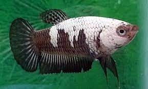 Jual cupang pk black samurai ukuran s+++usia 3,5 bulanan harga 35,000an jual jual cupang pk black samurai. Black Samurai Female Ikan Cupang Ikan