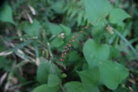 ミズヒキ 植物図鑑 エバーグリーン