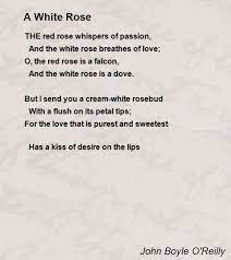 A White Rose Poem By John Boyle O Reilly Poem Hunter Rose Poems Rose Love Quotes Rose Quotes