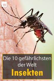 Die 10 Gefahrlichsten Insekten Der Welt Insekten Welt