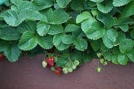 症状からわかるイチゴの害虫 農業 ガーデニング 園芸 家庭菜園マガジン Agri Pick