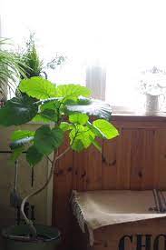 ハイジとウンベラータ 小さな庭の花日記
