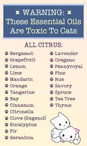 To use oils safely, dilute them significantly, using one drop of essential oil per tablespoon of carrier oil. Warning These 23 Essential Oils Are Highly Toxic To Cats Holistic Pet Journal