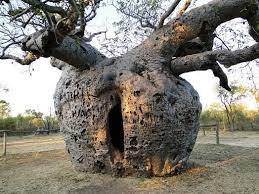 Arbres Extraordinaires Dans Le Monde Arbre Photo Arbre Arbres Etranges