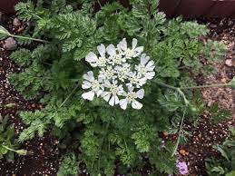 オルレアの種を植えたら芽がでました Flower Diary