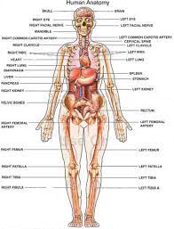 List of organs of the human body. Human Body Organs On Right Side Human Body Organs Human Anatomy Picture Human Body Diagram