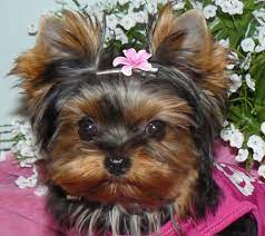 Available teacup yorkies and toy yorkie puppies for sale. Baby Doll Yorkies For Sale In British Columbia Canada Teacup Yorkies Yorkie Puppies For Sale Yorkie Puppy For Sale Yorkie Puppy Teacup Yorkie For Sale