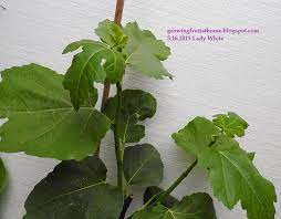 挿し木も簡単 鉢植えイチジクの木の育て方 おいしい鉢植え果樹の栽培育て方 自宅を果樹園に