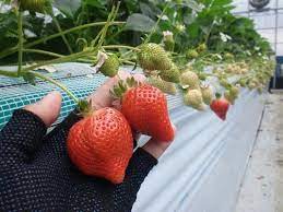 長崎ゆめのか イチゴ高設栽培 微生物で土づくりと野菜作り酵素で 高品質に多収を ジオ バンク メソッド で解説